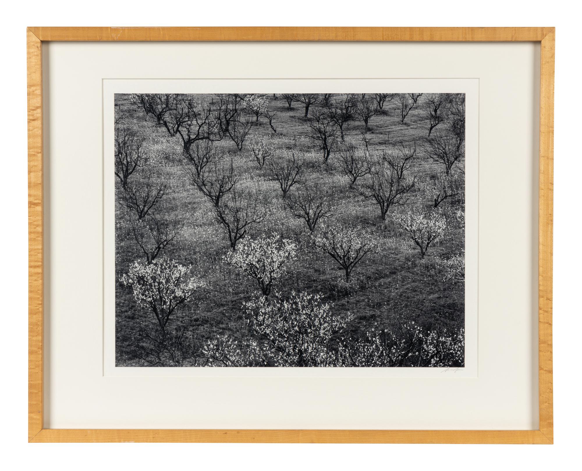 Ansel Adams (1902–1984) Orchard, Early Spring, Portola Valley, California, c. 1953