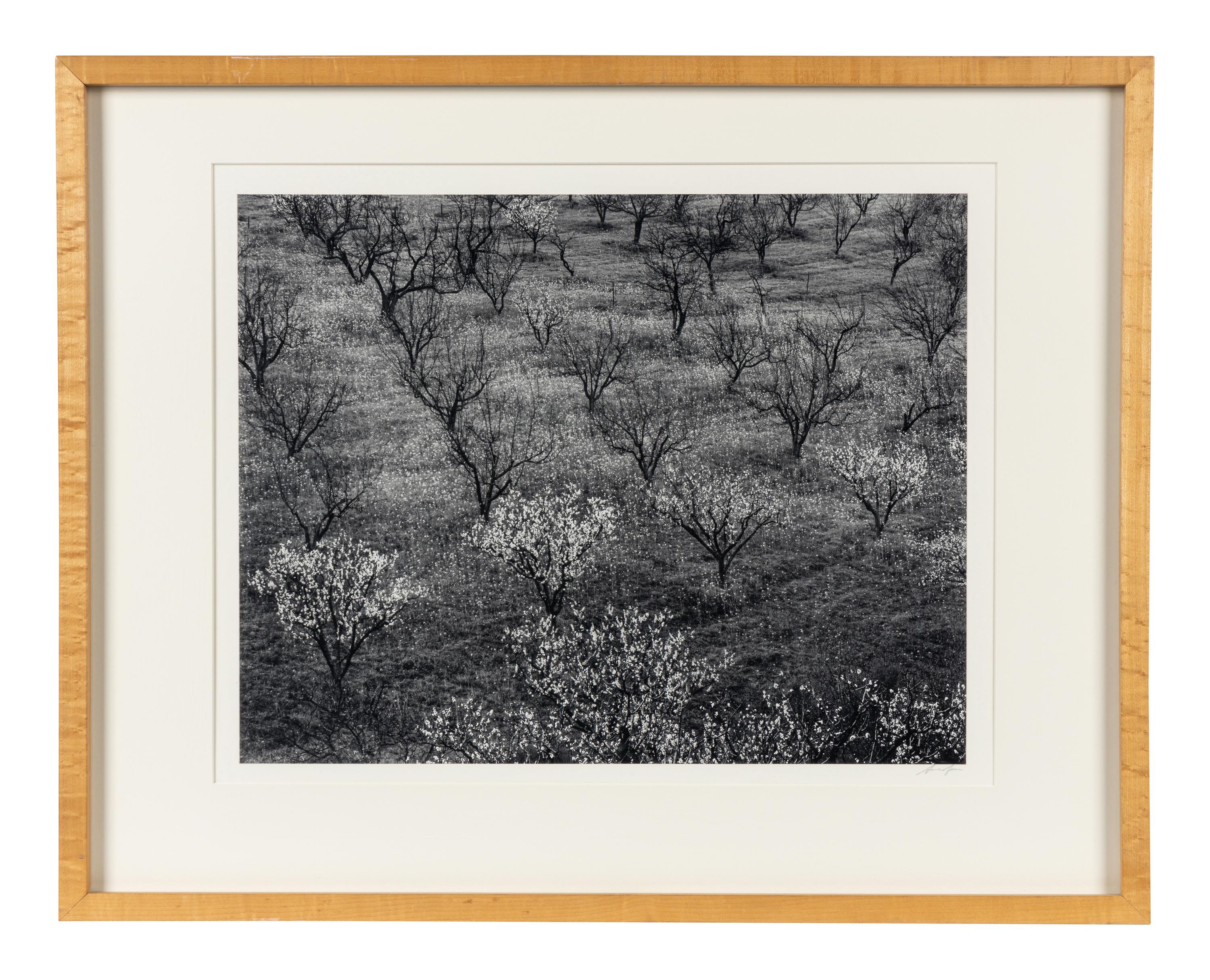 Ansel Adams (1902–1984) Orchard, Early Spring, Portola Valley, California, c. 1953