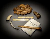 A Paleolithic Block of Breccia from Makapansgat