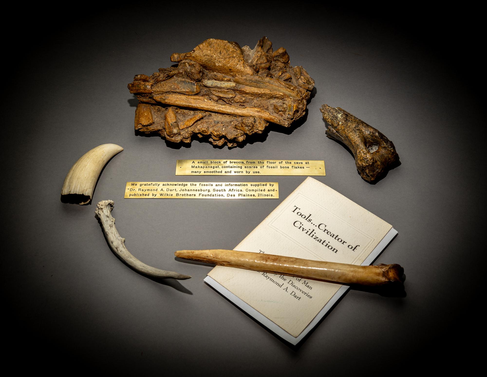 A Paleolithic Block of Breccia from Makapansgat
