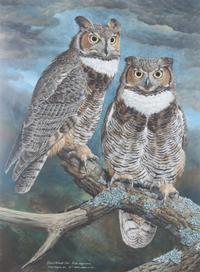 Basil Ede, (British, b. 1931), Great Horned Owl, 1975-77