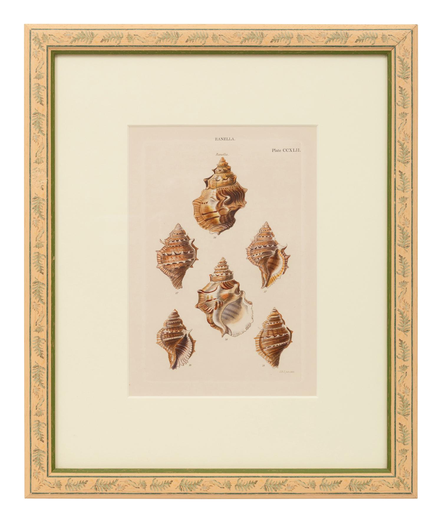 Conchologica Systematica: Eight Plates , 1841