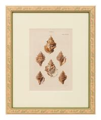 Conchologica Systematica: Eight Plates , 1841
