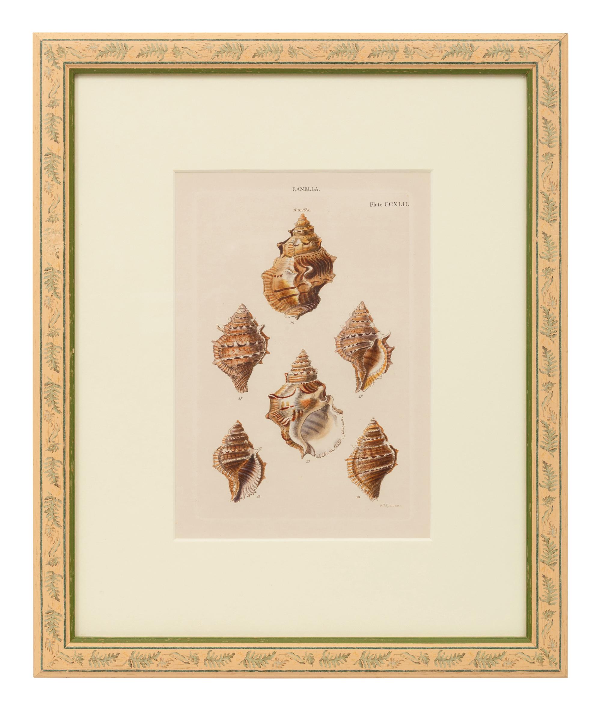 Conchologica Systematica: Eight Plates , 1841