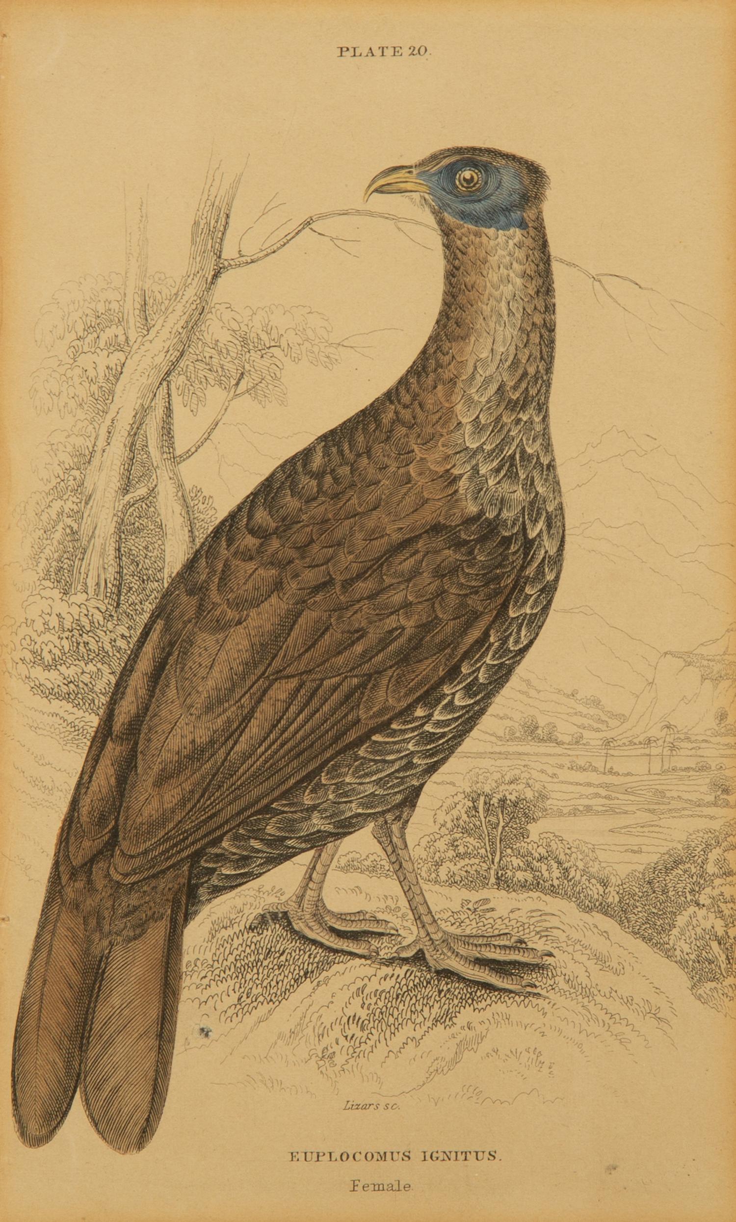 A Group of Nine Ornithological Prints — 19TH/20TH CENTURY