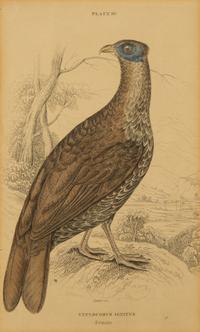 A Group of Nine Ornithological Prints — 19TH/20TH CENTURY