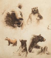 The Bears of North America , edition 26/100