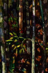 Spring in Deep Woods, California , 1976