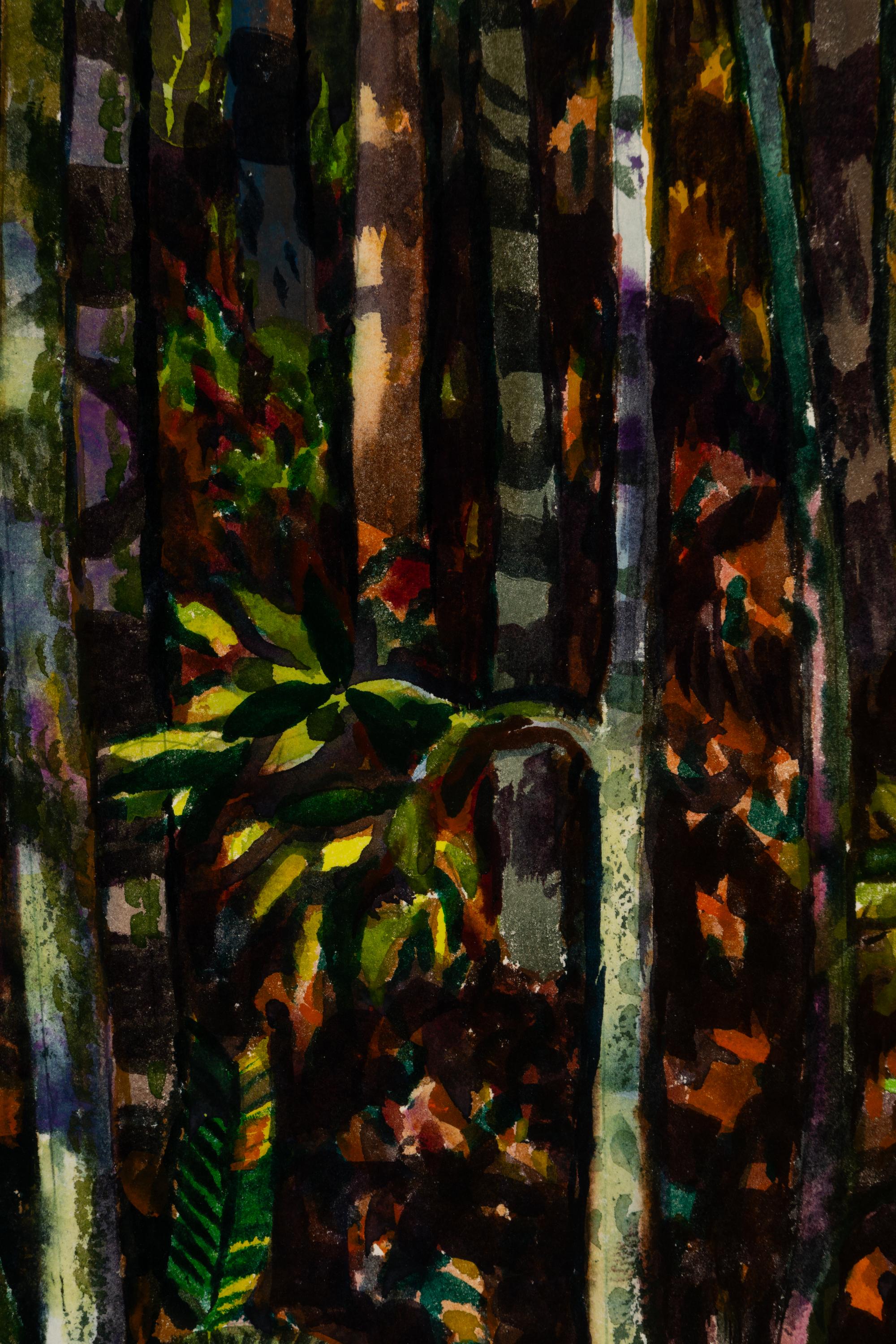 Spring in Deep Woods, California , 1976
