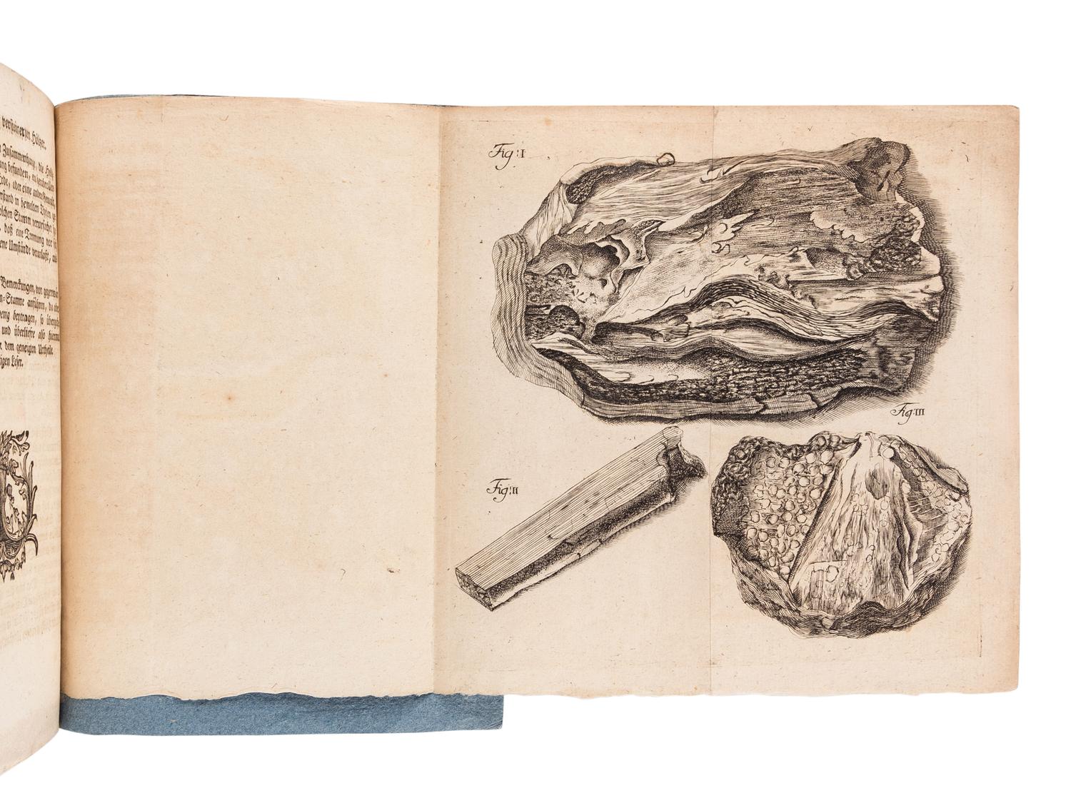 SCHULZE, Christian Friedrich (1730-1775). Kurtze Betrachtung derer versteinerten Hölzer, worinnen diese natürlichen Cörper sowohl nach ihrem Ursprunge, als auch nach ihrem eigenthümlichen Unterschiede und übrigen Eigenschafften in Erwegung gezogen werden . Leipzig: Friedrich Hekel, 1754.