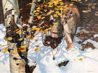 Early Snow Cougar