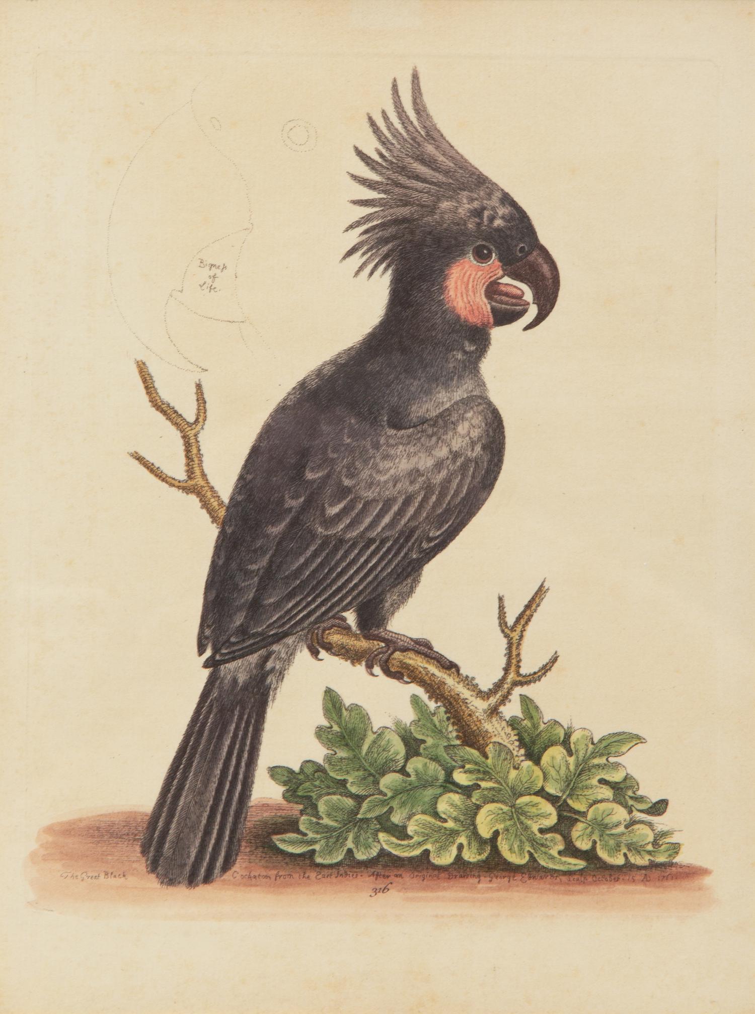 A Set of Twelve Hand-Colored Engravings of Parrots from A Natural History of Uncommon Birds by George Edwards (English, 1694-1773)