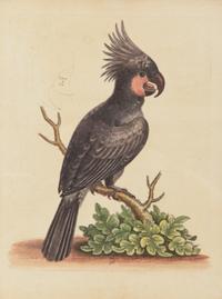 A Set of Twelve Hand-Colored Engravings of Parrots from A Natural History of Uncommon Birds by George Edwards (English, 1694-1773)