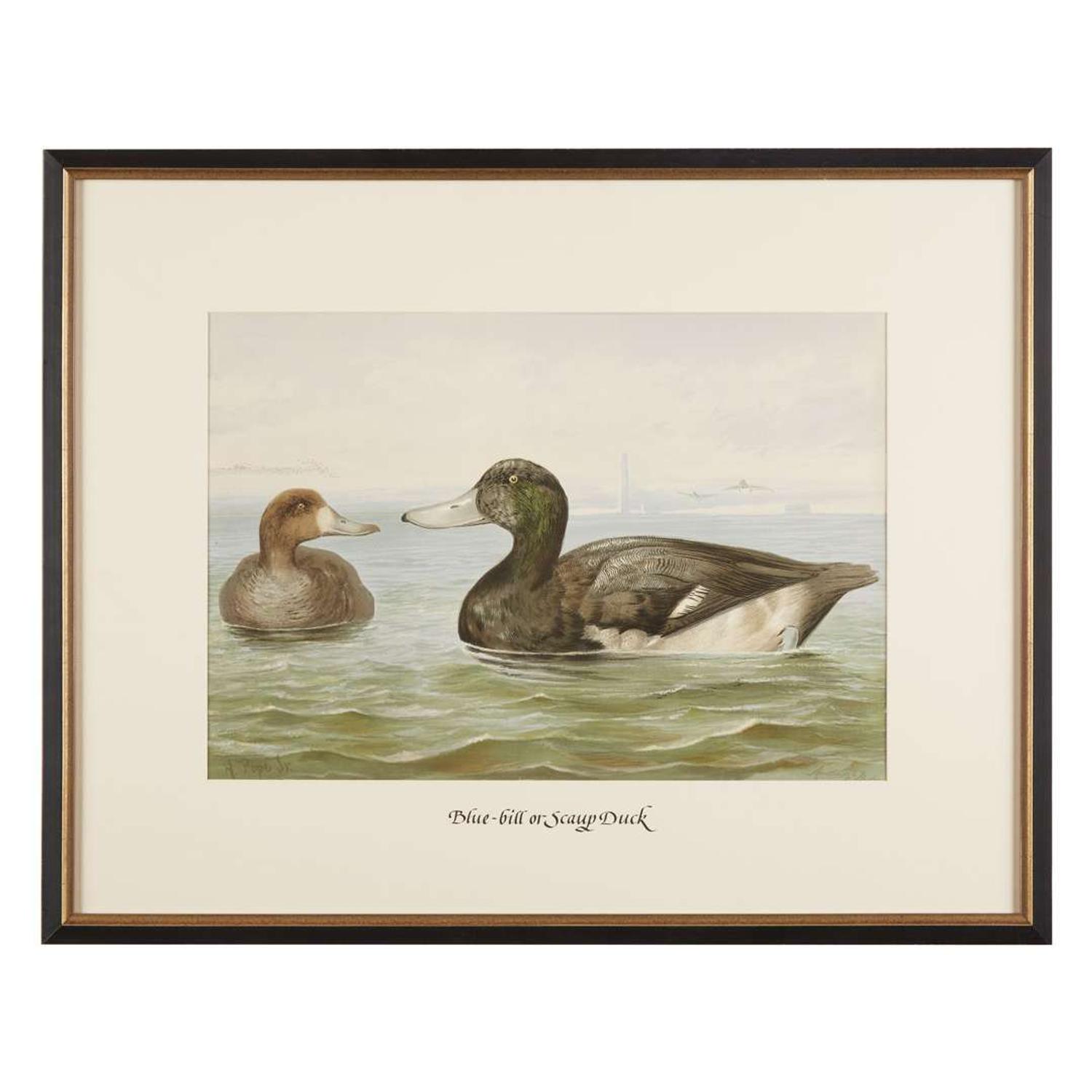 ALEXANDER POPE JUNIOR (AMERICAN 1849-1924) "BLACK DUCK" FROM UPLAND GAME BIRDS AND WATERFOWL OF THE UNITED STATES