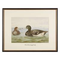 ALEXANDER POPE JUNIOR (AMERICAN 1849-1924) "BLACK DUCK" FROM UPLAND GAME BIRDS AND WATERFOWL OF THE UNITED STATES
