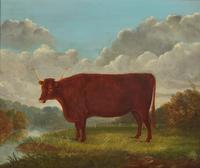W.P. Chapman (English 19th Century) 1871 — Two works: Portraits of Prized Cows