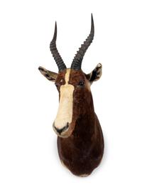 A Shoulder Mount Taxidermy Blesbok