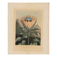 [Natural History] Thornton, Robert John. Group of 18 botanical plates from the 1812 quarto edition of "Temple of Flora"