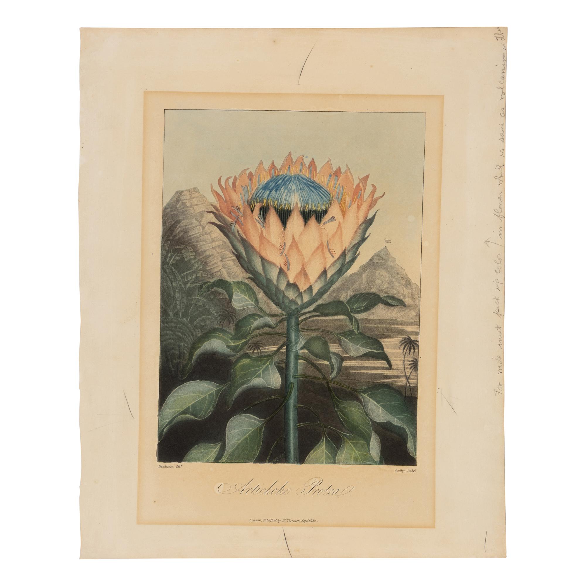 [Natural History] Thornton, Robert John. Group of 18 botanical plates from the 1812 quarto edition of "Temple of Flora"