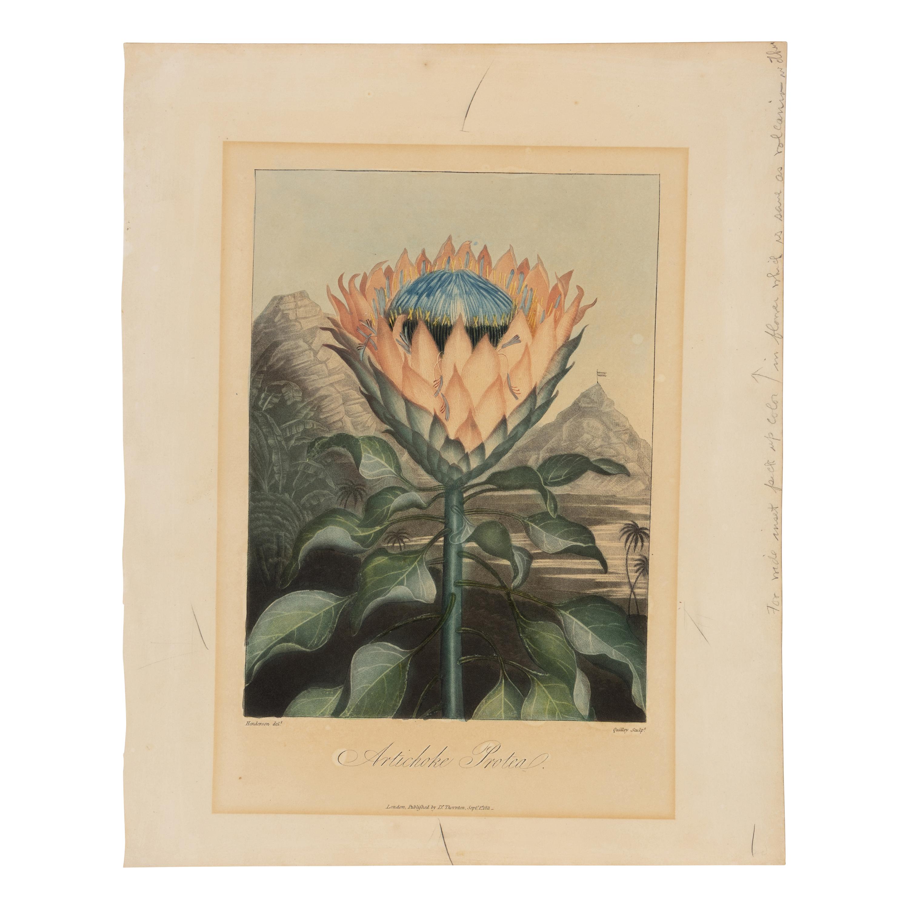[Natural History] Thornton, Robert John. Group of 18 botanical plates from the 1812 quarto edition of "Temple of Flora"