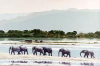 Shore Patrol (Elephants)
