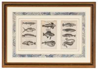 A Set of Seven Framed Groups of Ichthyological Engravings