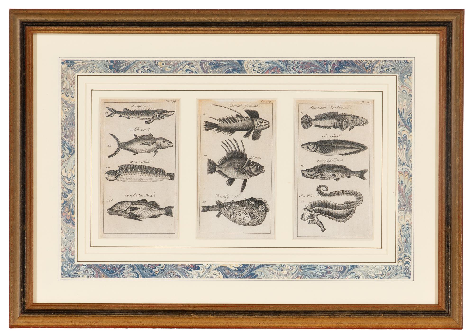 A Set of Seven Framed Groups of Ichthyological Engravings