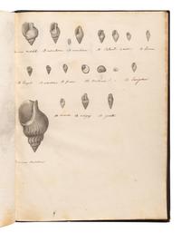 [MANUSCRIPTS—CONCHOLOGY]. TERVER, Ange Paulin (1798-1875). 2 manuscript notebooks containing a profusion of fine and accurate drawings of mollusks. [Lyons, ca 1830-1840].