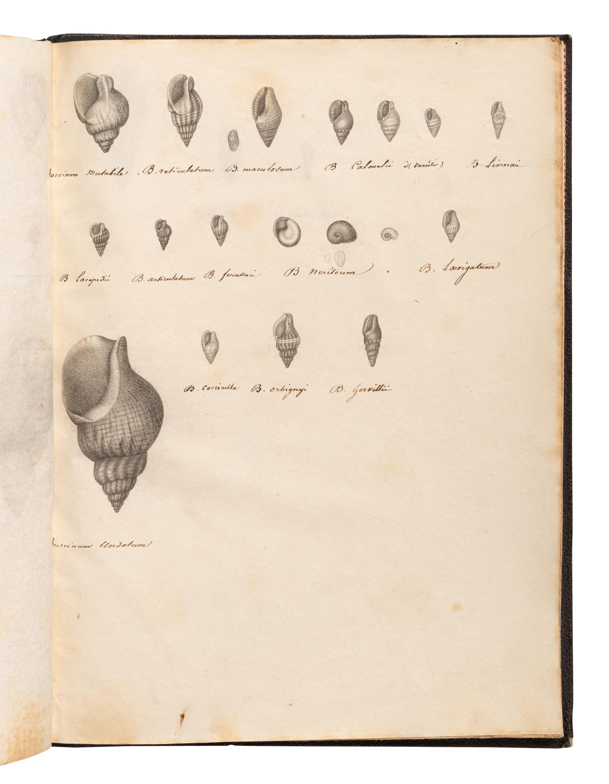 [MANUSCRIPTS—CONCHOLOGY]. TERVER, Ange Paulin (1798-1875). 2 manuscript notebooks containing a profusion of fine and accurate drawings of mollusks. [Lyons, ca 1830-1840].