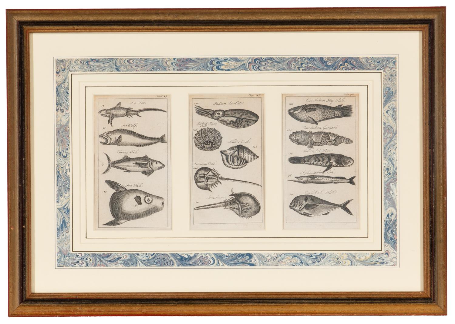 A Set of Seven Framed Groups of Ichthyological Engravings
