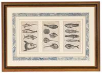 A Set of Seven Framed Groups of Ichthyological Engravings