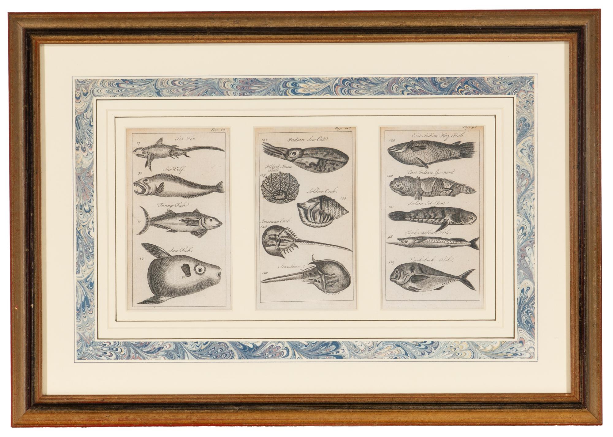 A Set of Seven Framed Groups of Ichthyological Engravings
