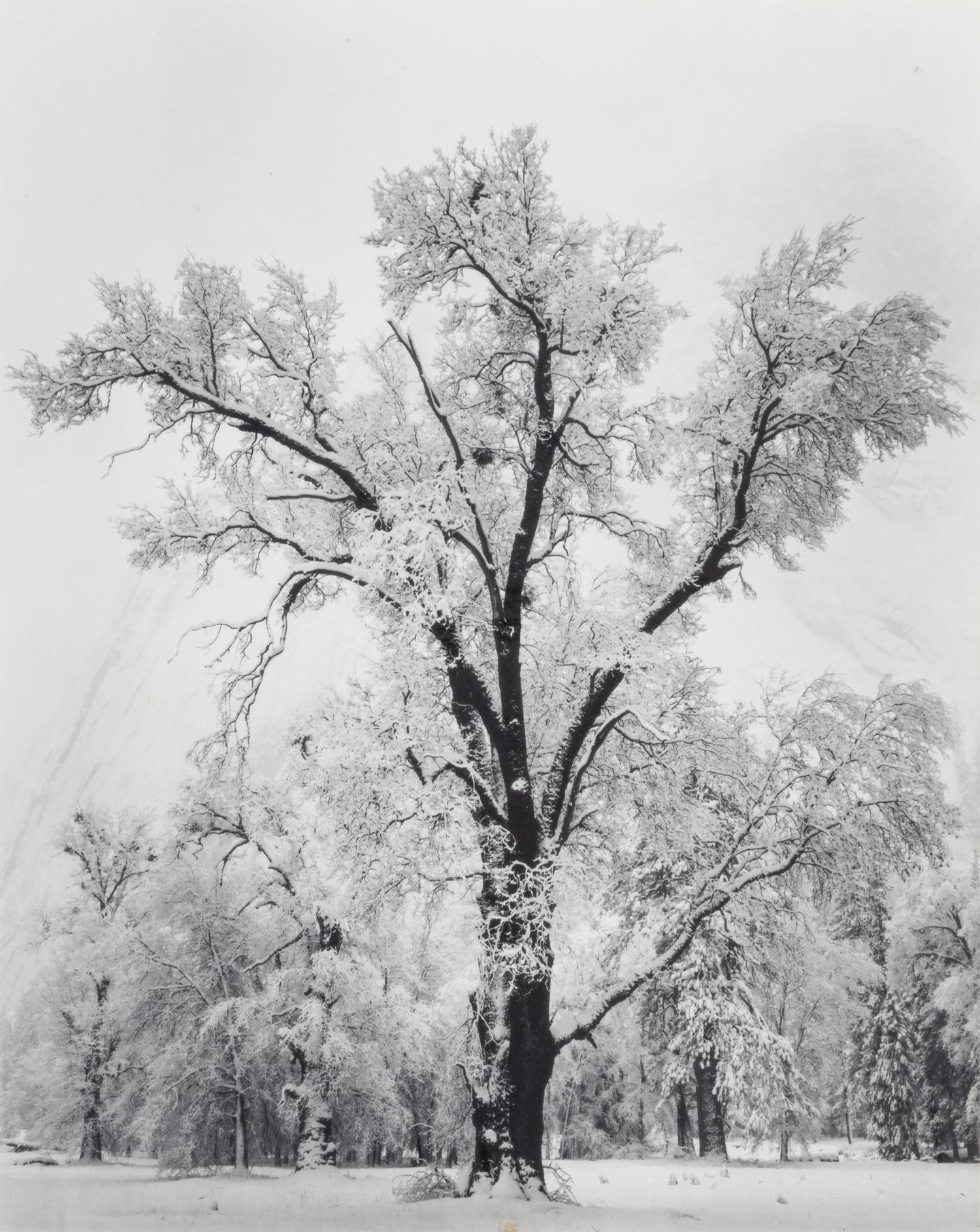 Ansel Adams (1902-1984) Oak Tree, Snow Storm, Yosemite, 1948