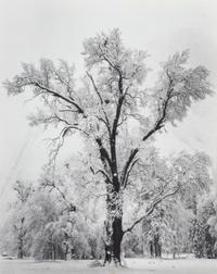 Ansel Adams (1902-1984) Oak Tree, Snow Storm, Yosemite, 1948