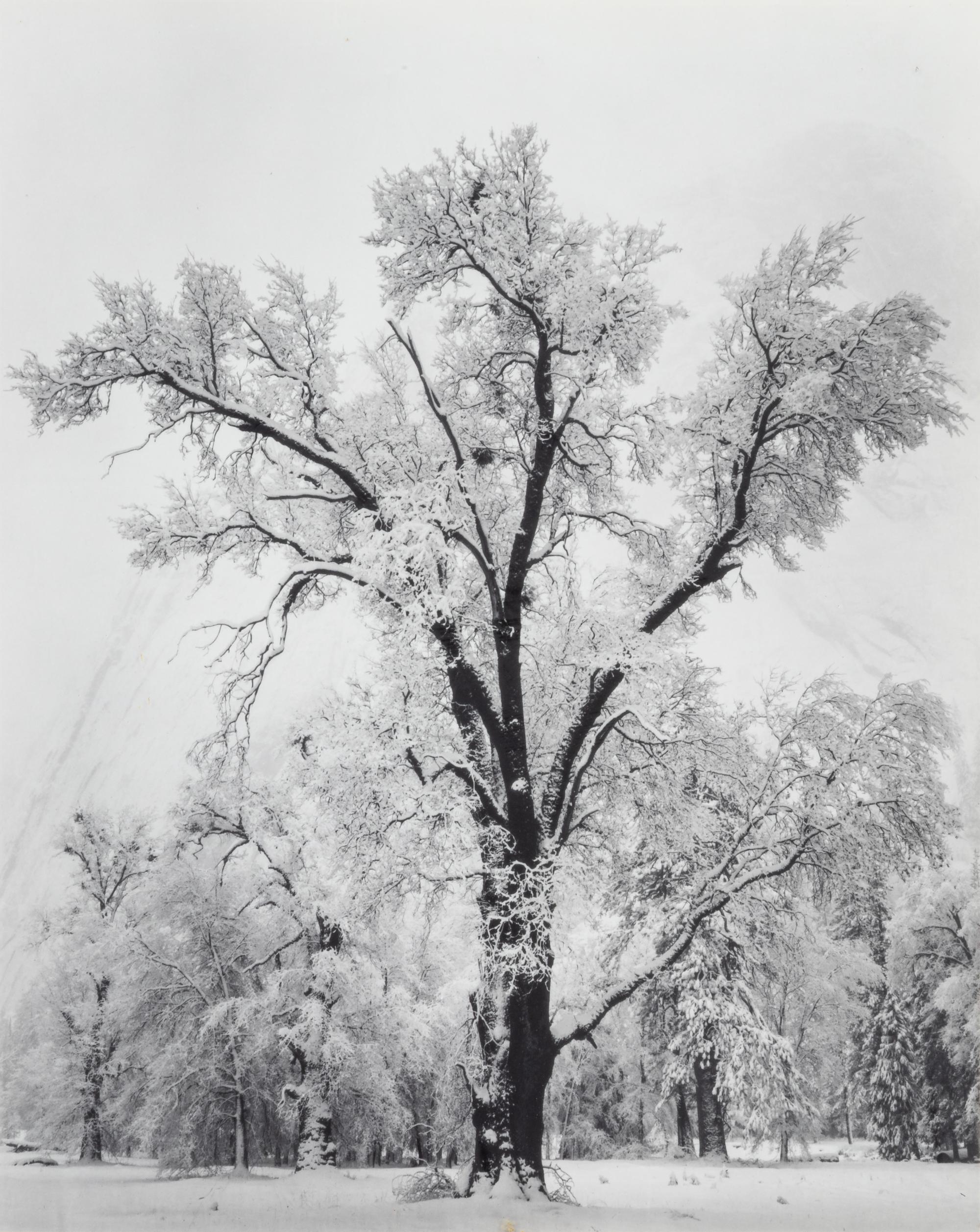 Ansel Adams (1902-1984) Oak Tree, Snow Storm, Yosemite, 1948