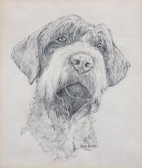 A Head Study of a Wirehaired Pointing Griffon 9 1/2 x 8 inches.