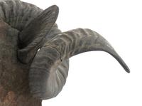 A Carved Walnut Ram's Head