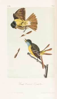 AUDUBON, John James. The Birds of America. New York: John Lockwood, [ca 1870-1871]. 8 volumes, royal 8vo.