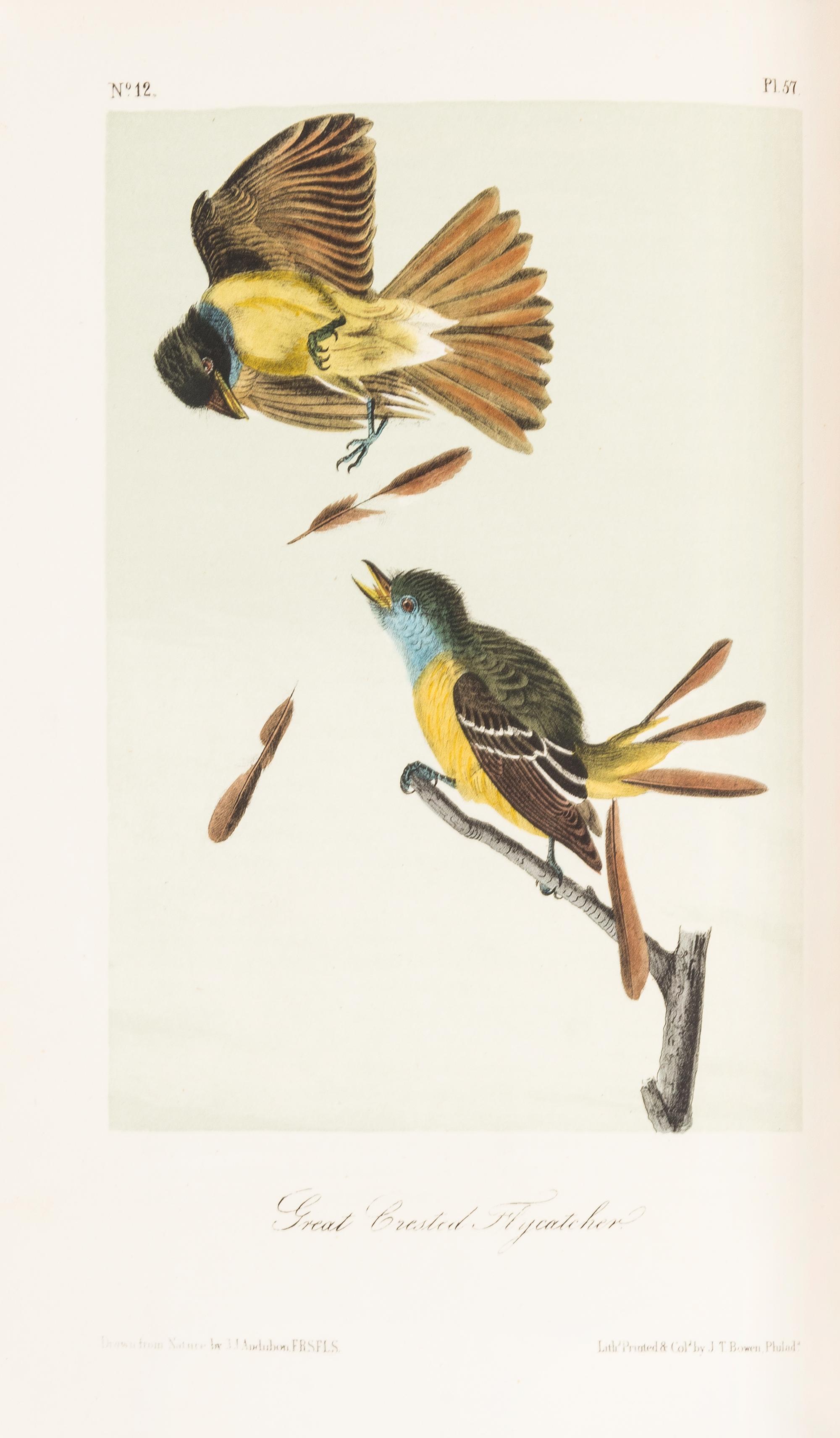 AUDUBON, John James. The Birds of America. New York: John Lockwood, [ca 1870-1871]. 8 volumes, royal 8vo.