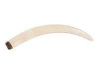Scrimshawed Walrus Tusk, with Walrus and Ship