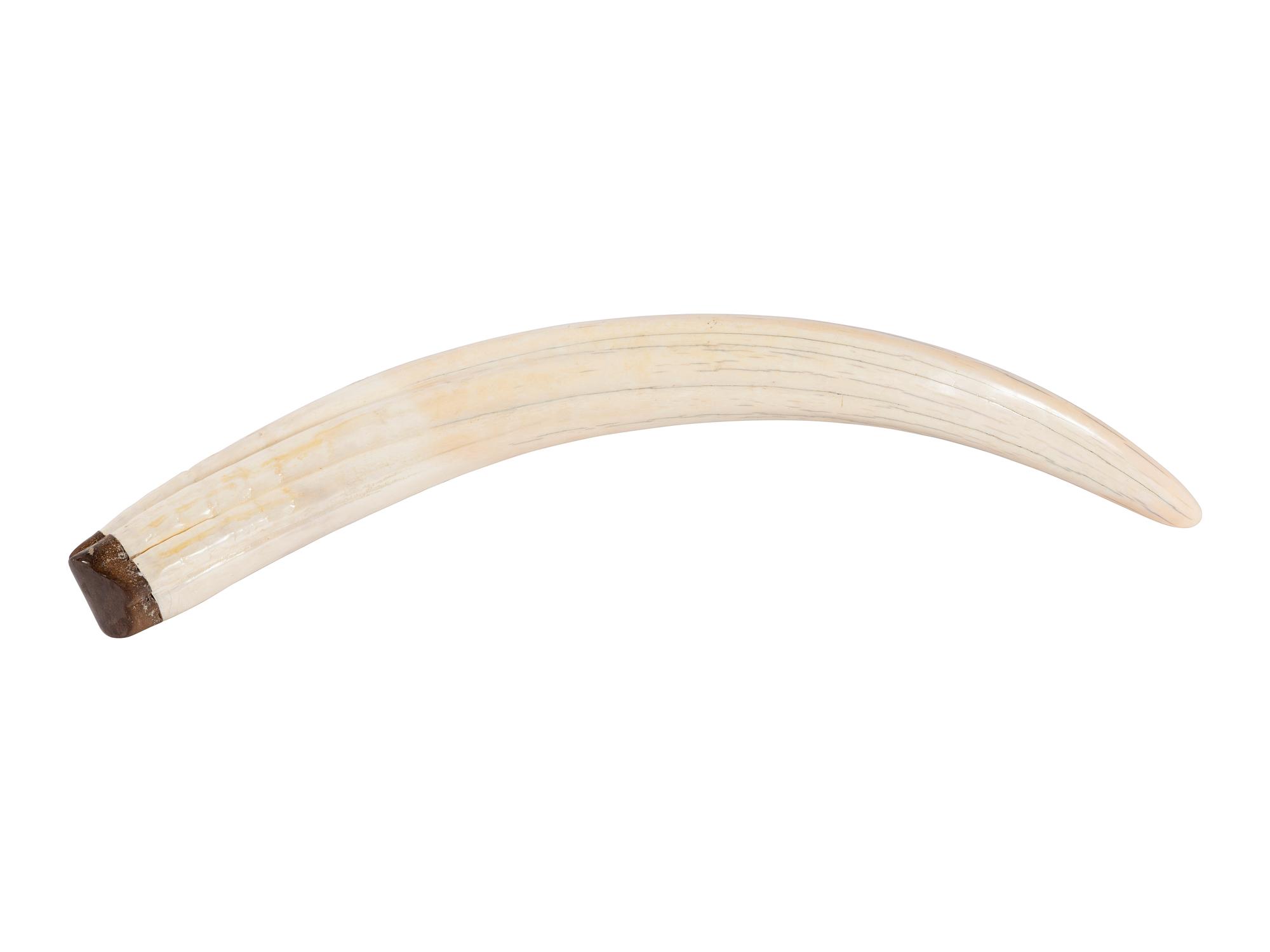 Scrimshawed Walrus Tusk, with Walrus and Ship
