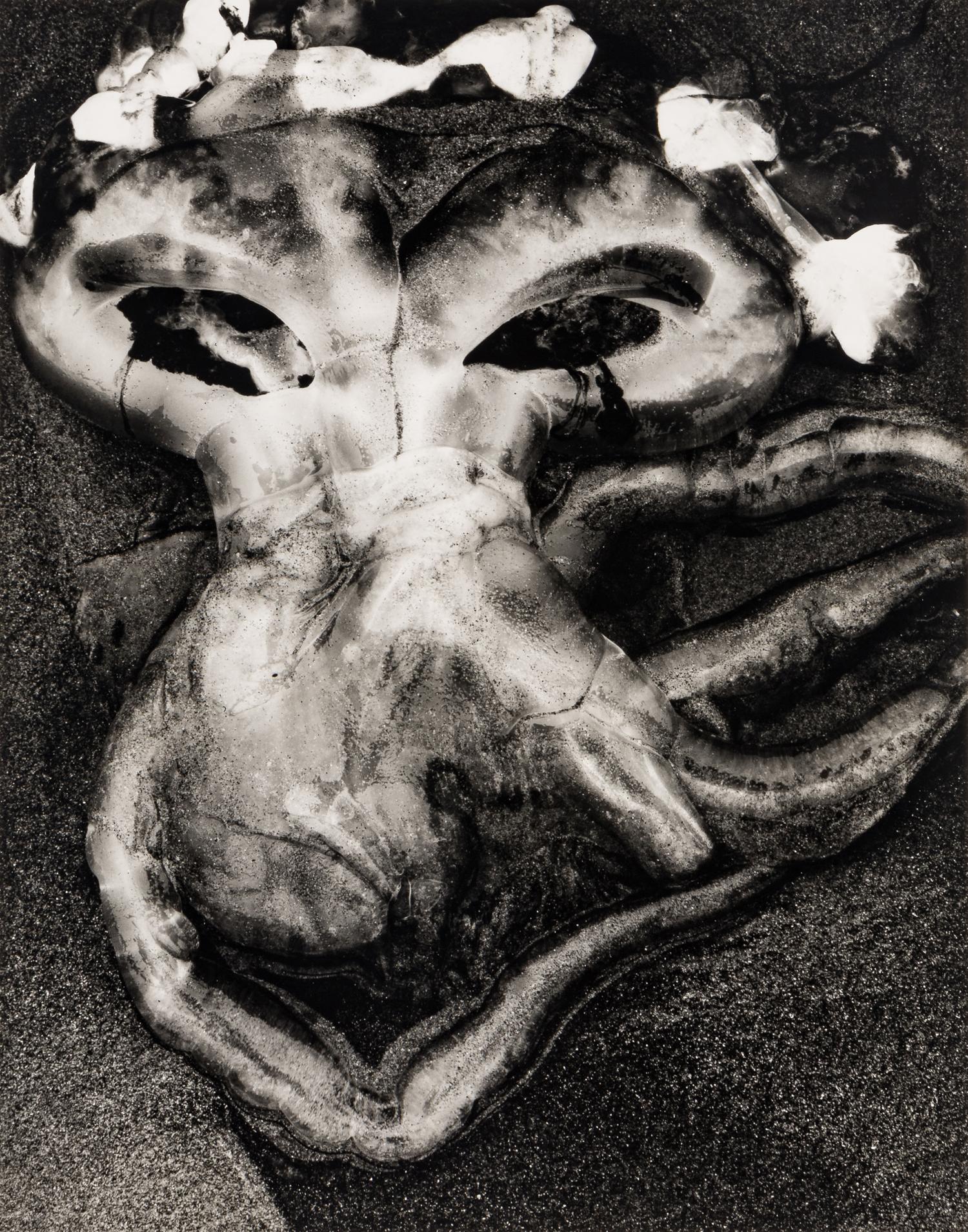 Brett Weston (1911-1993) Jellyfish, 1967
