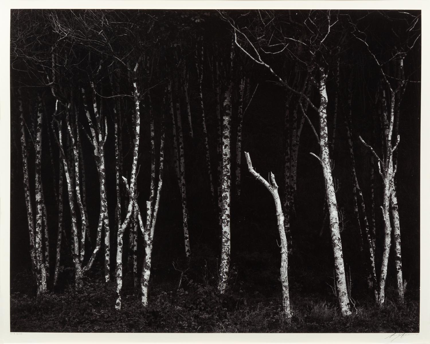 Alders