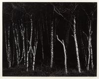 Alders