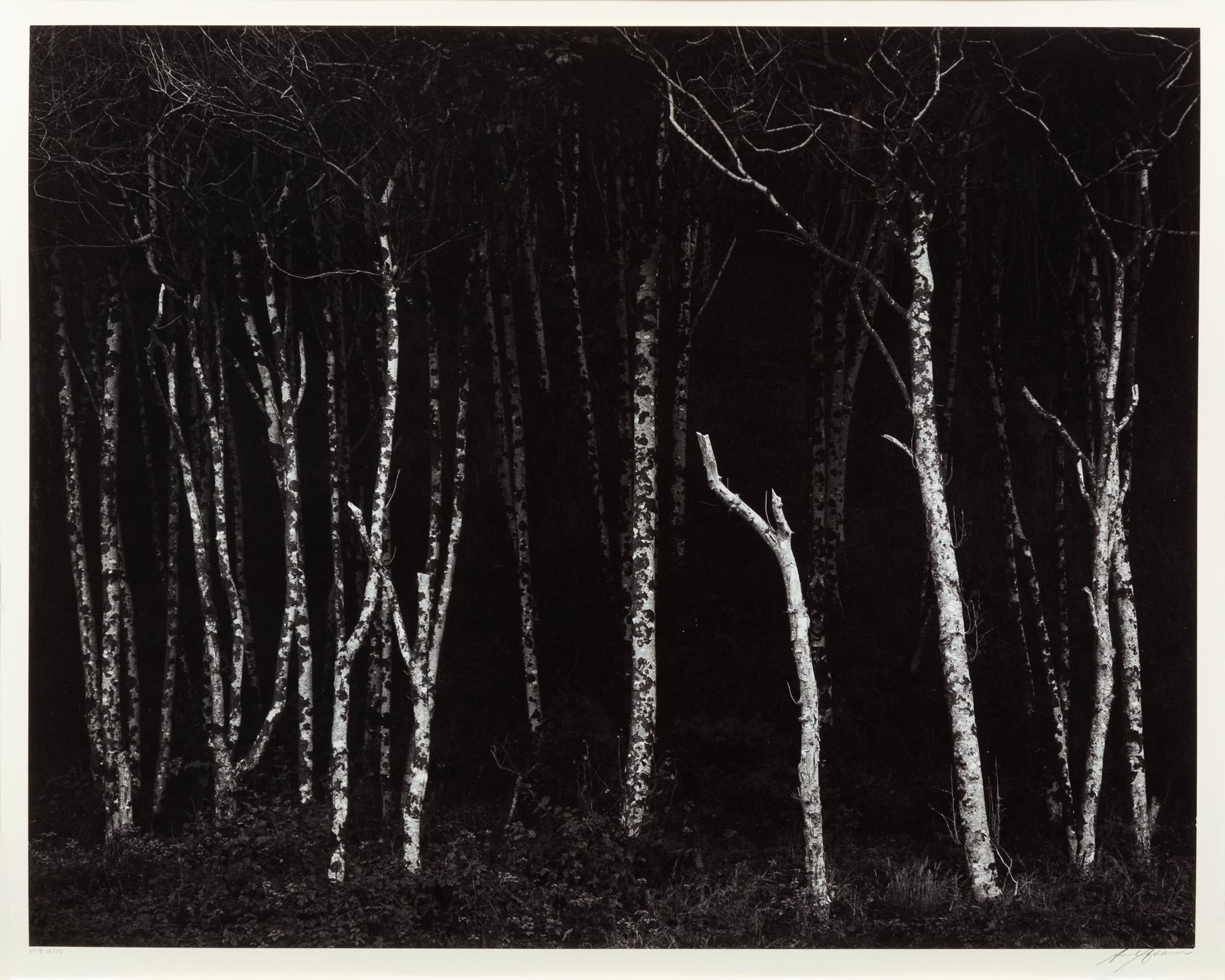 Alders