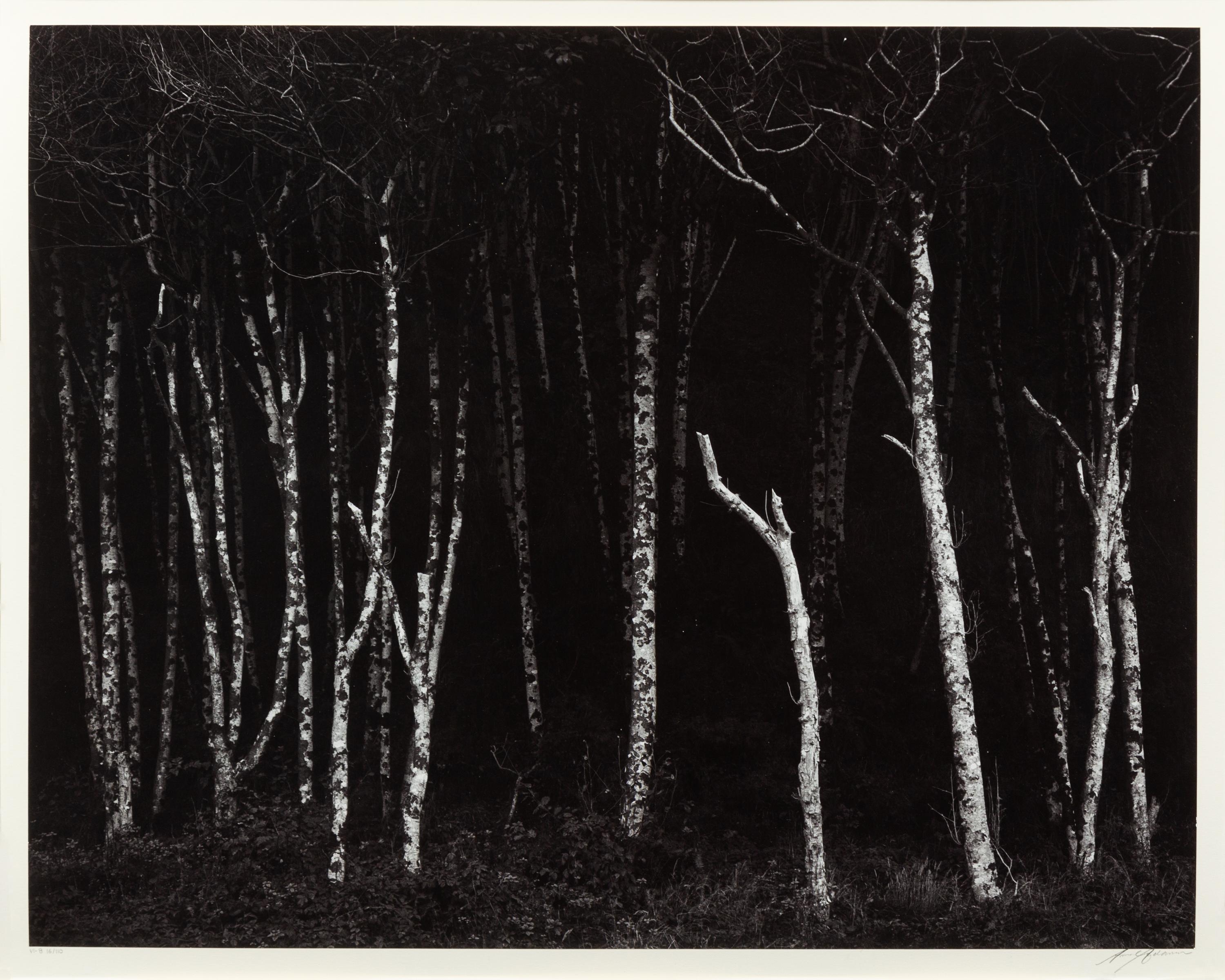 Alders