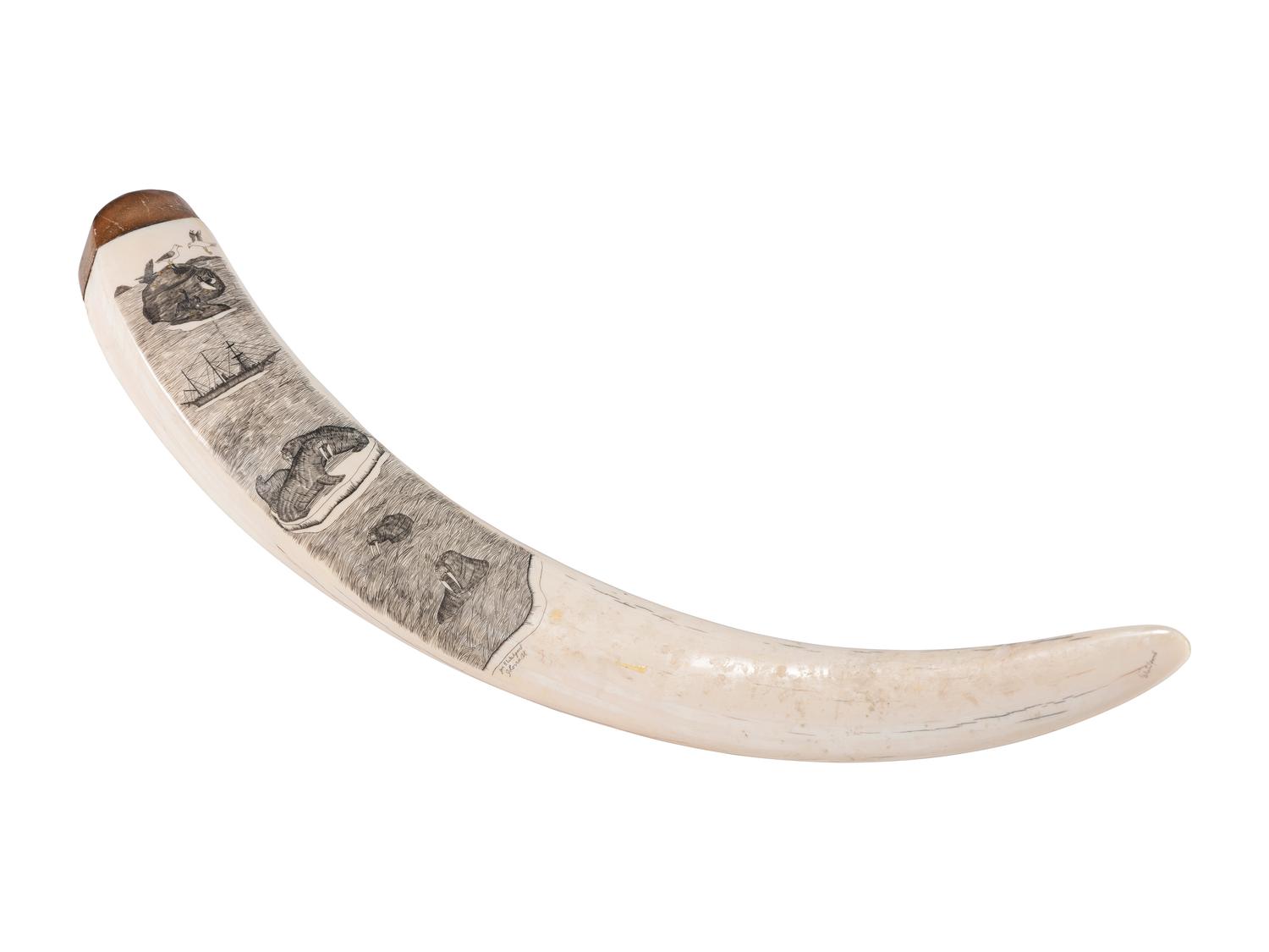 Scrimshawed Walrus Tusk, with Walrus and Ship