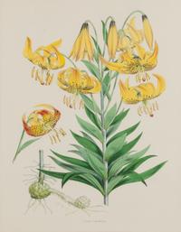 [LILIES]. 4 prints from H. J. Elwes's A Monograph On The Genus Lilium