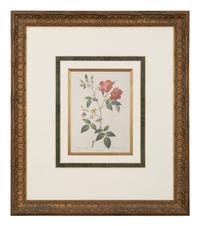 A Set of Six Chromolithographs of Roses after Pierre Joseph Redouté