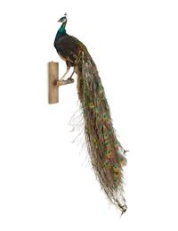 A Taxidermy Peacock ( Pavo cristatus)